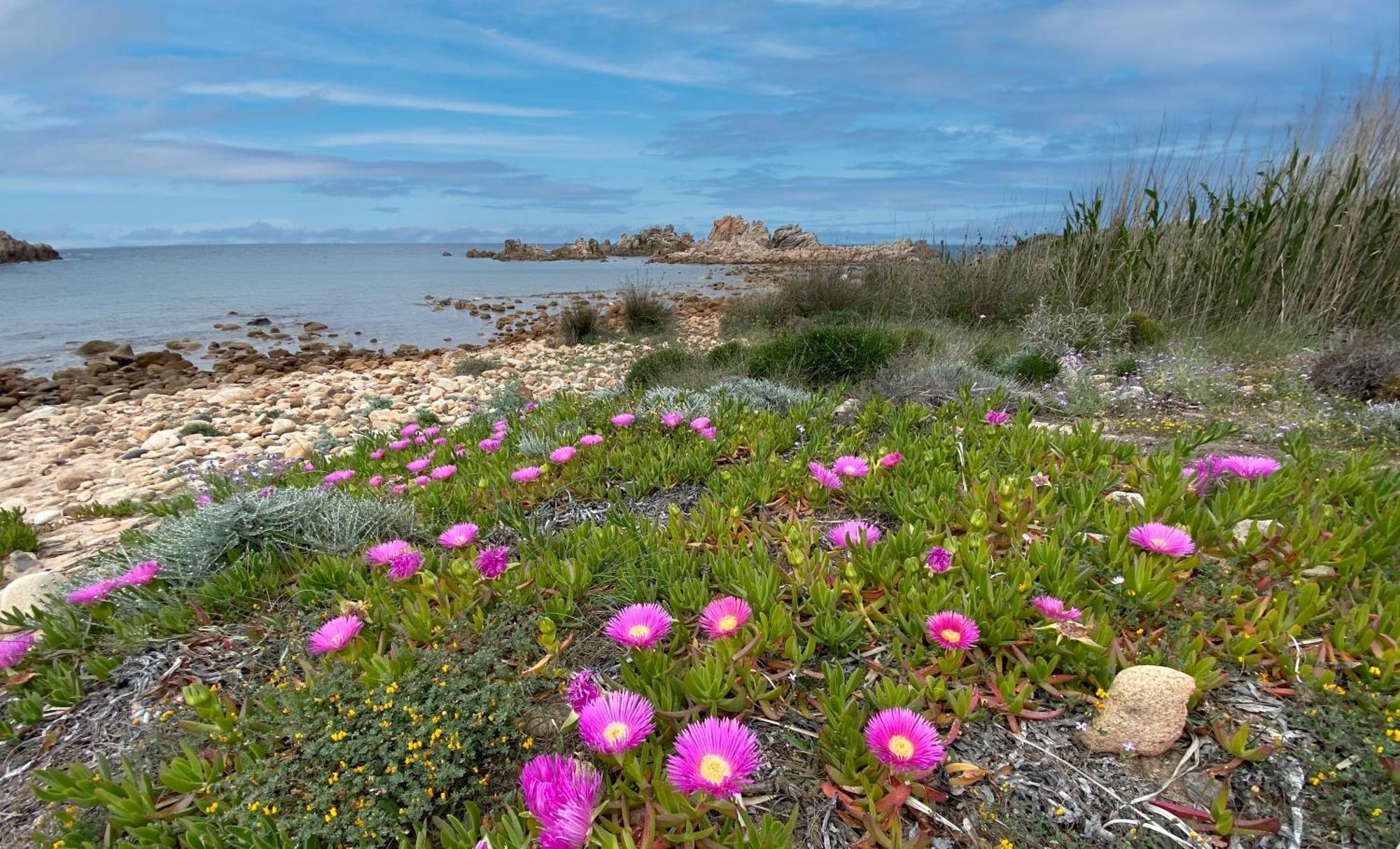 Gli Oleandri Di Calarossa - 5M Walk To The Beach Isola Rossa Luaran gambar